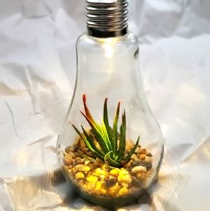 Light up Terrarium decor